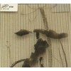 夾絲藝術(shù)玻璃