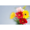 供應(yīng)壓花玻璃—香梨